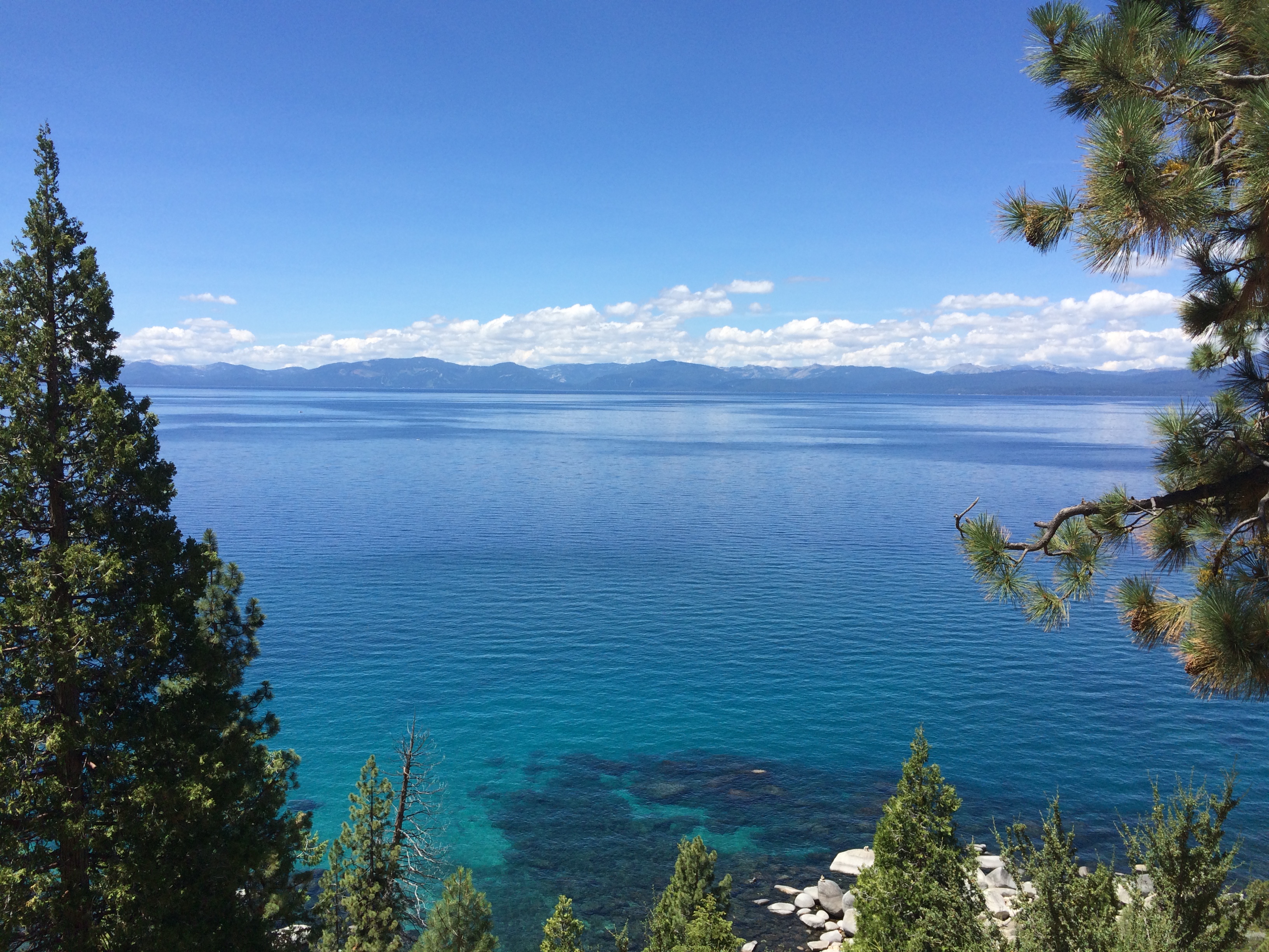 Lake Tahoe framed by pine trees